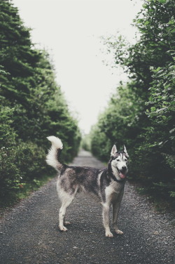 ikwt:  Husky in the woods (fursty) | ikwt