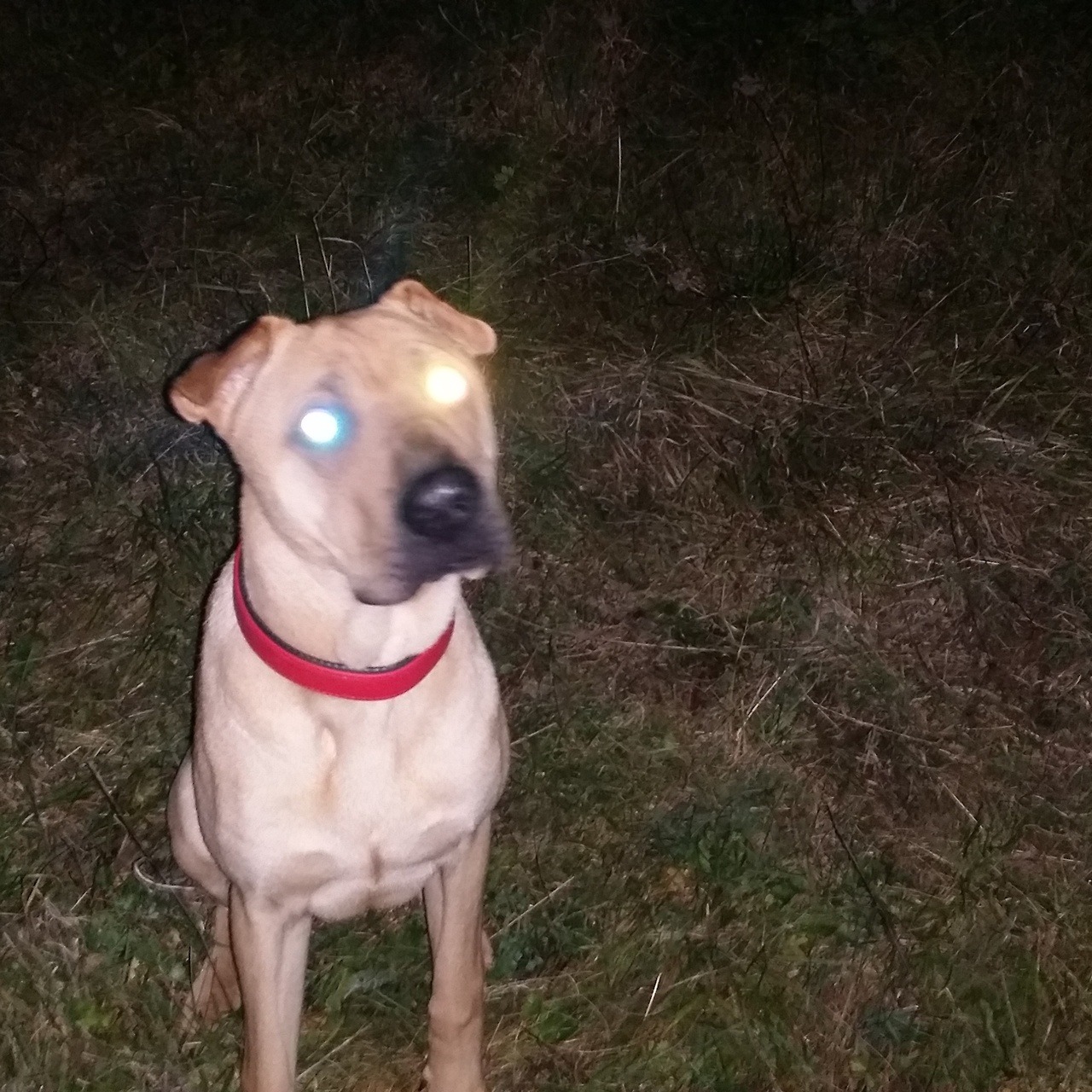 starfleetrambo:cryptid found