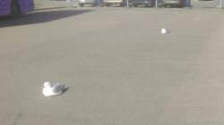 iguanamouth:  deverified:  iguanamouth:     apriishydoeden submitted:  Shhhhh It is nap time for car park gulls  everybody please be quiet, please  AAAAAAAAAAAAAAAAAAAAAAAAAAAAAAAAAAAAAAAAAAAAAAAAAAAAHHHHHHHHHHHHHHHHHHHHHHHHHHHHHHHHHHHHHHHHHHHH  Now Youve