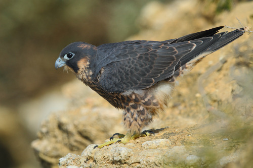 Peregrine Falcon (Falco peregrinus) >>by Agustín Povedano