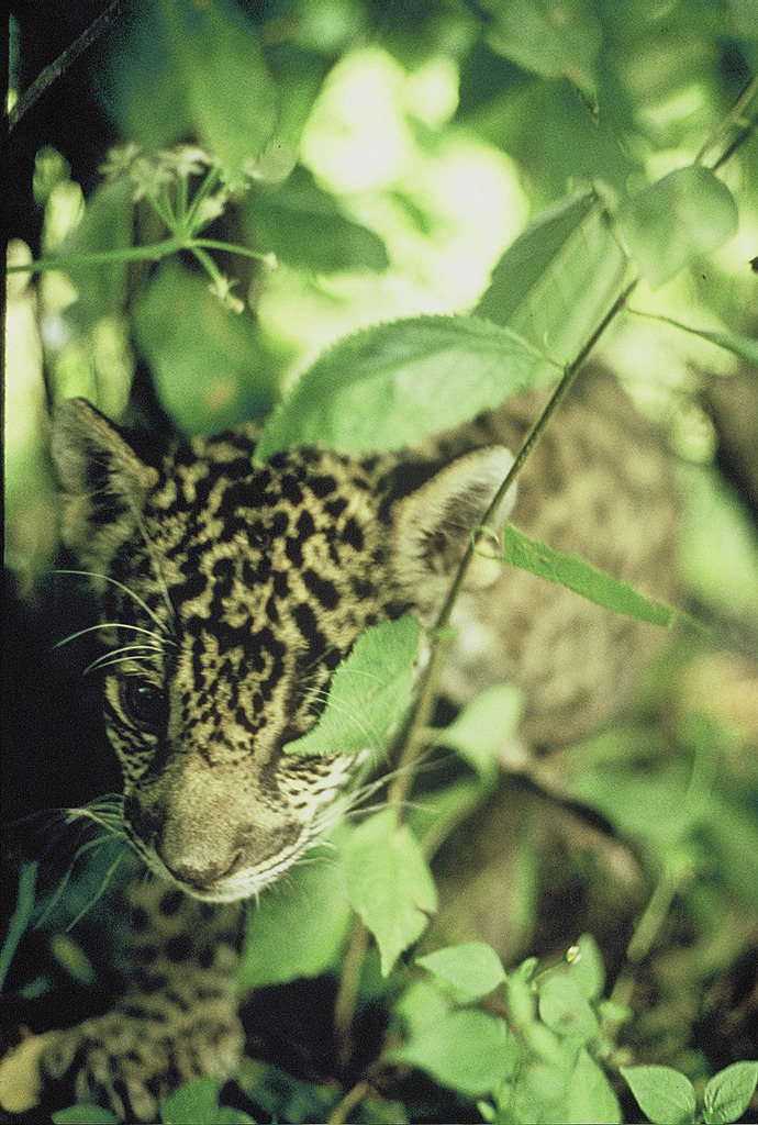 funkysafari:  Hide n’ Seek by Wolverine09J