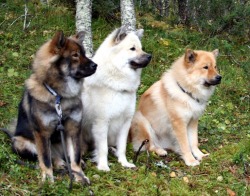 lolcuteanimals:  Norwegian Elkhounds in three different colors.  Very pretty!