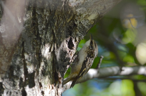 Brown creeper in Central Park