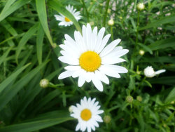 furything:  daisies 