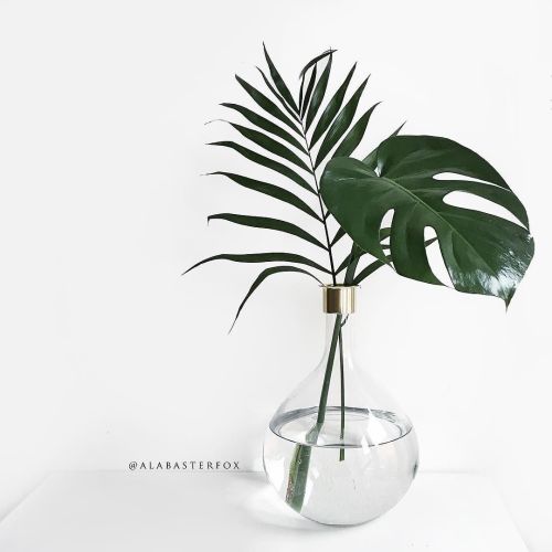 theiconcreative:  extreme simplicity 💭🌿 by alabasterfox http://ift.tt/1SX1u60 