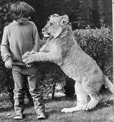 wolverxne:  "A Lion Called Christian" Christian was a lion originally purchased by Australians John Rendall and Anthony "Ace" Bourke from Harrods department store of London, England, in 1969 and ultimately reintroduced to the African wild