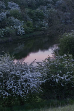 expressions-of-nature:  Pond Hawthorns by