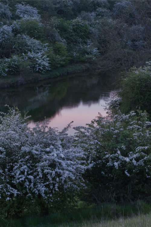 expressions-of-nature:Pond Hawthorns by Paul Moon