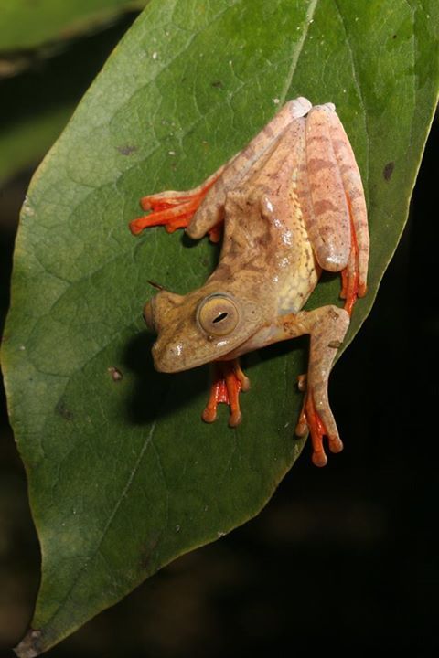typhlonectes: Asiatic Harlequin Treefrog (Rhacophorus pardalis)This large treefrog, in the family Rh