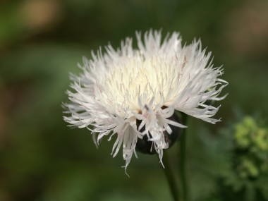 Birth Flower ８月８日誕生花 スイートサルタン 花言葉 あなたは私を明るくする 幸福