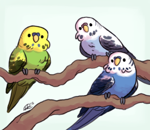 avianawareness:budgberry:cookietiel:A bunch of budgies to brighten up your day!So pudgy!PUDGIE BUDGI