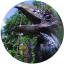 birdbath-youtube