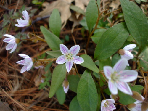 uswildflowers: Claytonia caroliniana I really want to grow this. Online people say it’s really