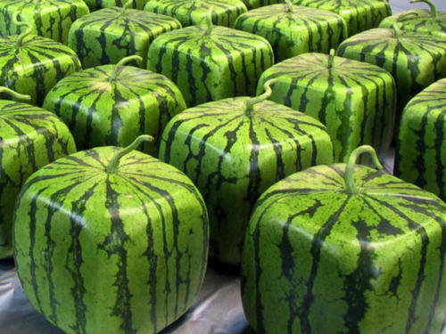 The Square Melons of Japan.The square-shaped fruits are grown in boxes, which force the watermelon’s