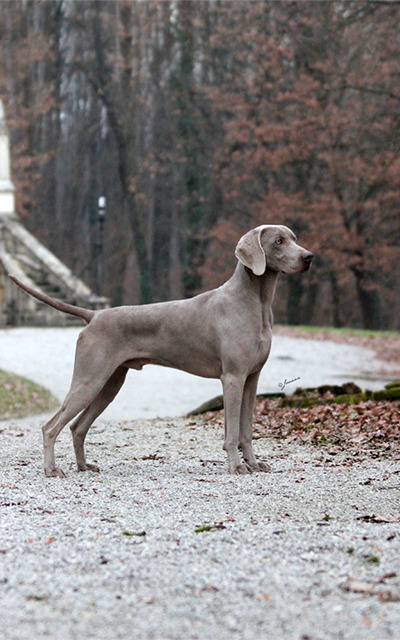 Reblogging weimaraners cause they&rsquo;re are probably my favourite breed of