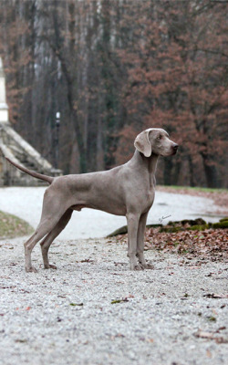 Reblogging weimaraners cause they’re