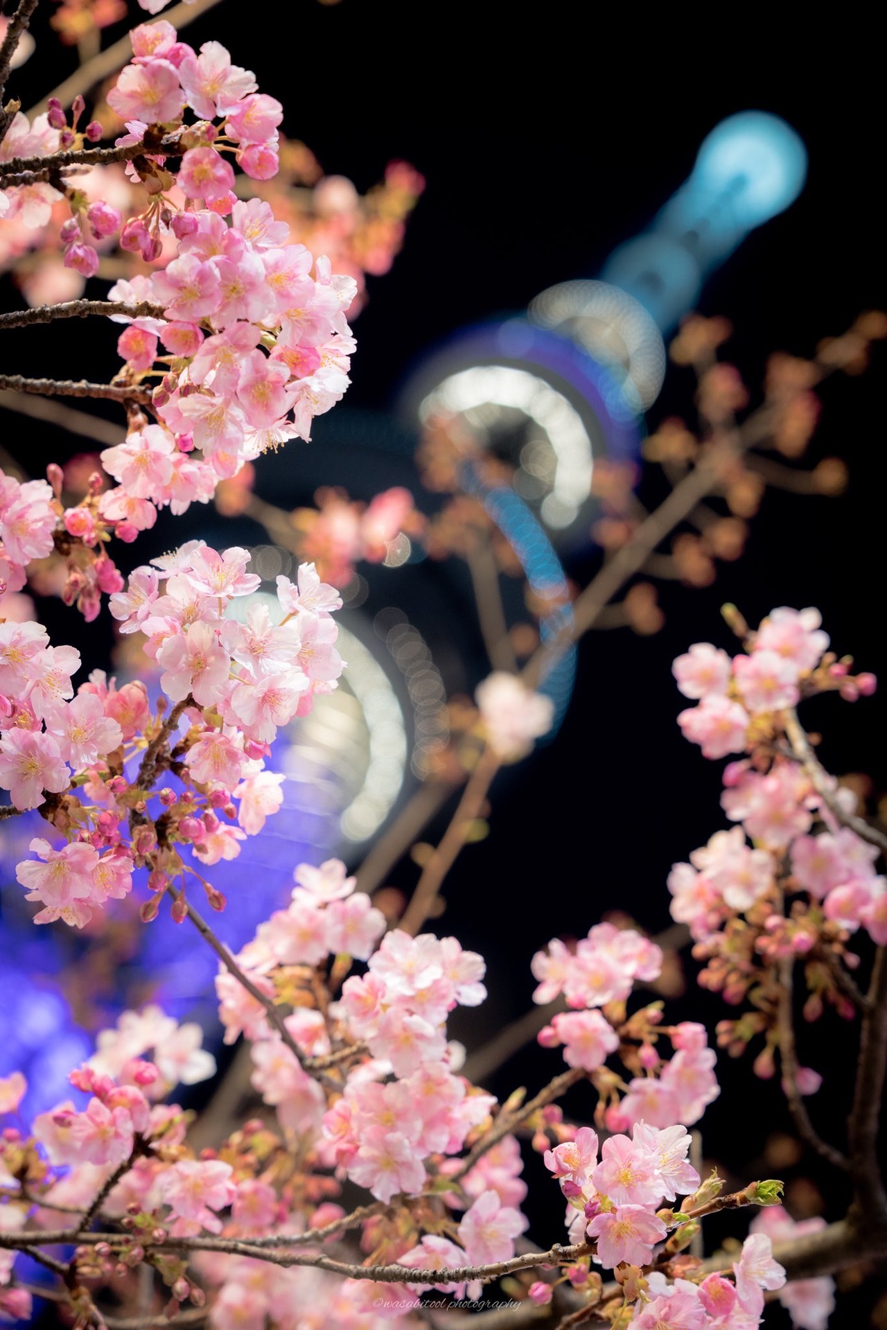 todayintokyo:Cherry blossoms and Tokyo Sky Tree by Twitter user wasabitool