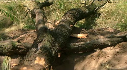 La Libertad - Lisandro Alonso, 2001 “One must imagine Sisyphus happy.” - Camus