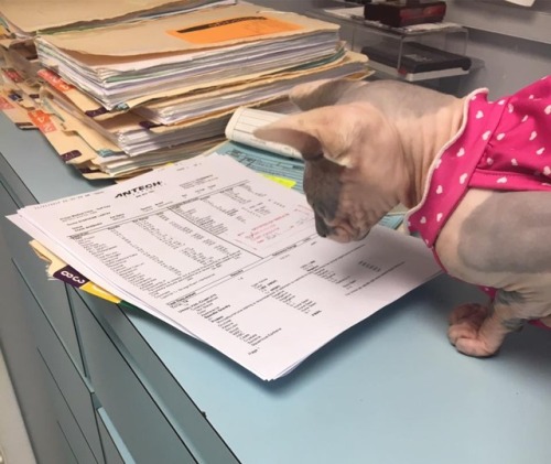 catsbeaversandducks: Meet Nurse Raisin She’s cute, professional, kind and very efficient! Photos by Raising Raisin - The Animal Medical Clinic Sphynx Kitty 