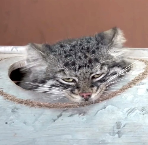 drtanner: cuteanimals-only: many faces of manul - Somebody’s been VERY busy, I see.