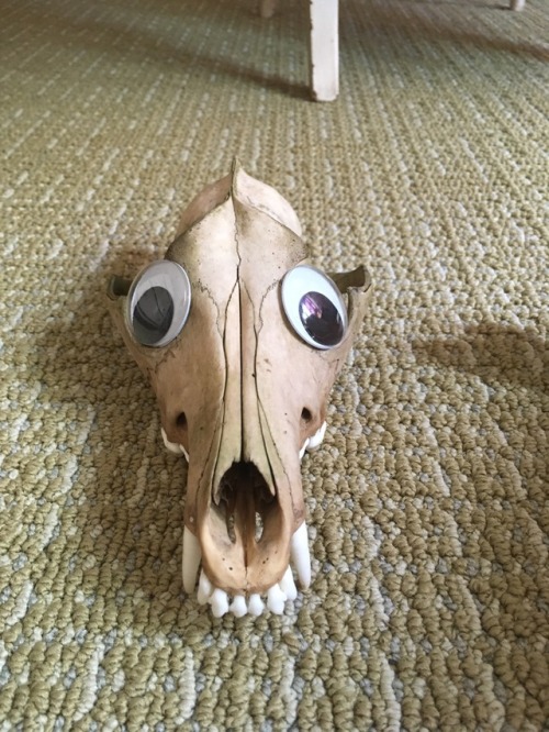 bone-vulture-lu:I was in a bad mood so I put some googly eyes on ‘Yote.It helped.