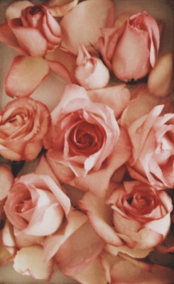 floralls:  (via Untitled | Flickr - Photo