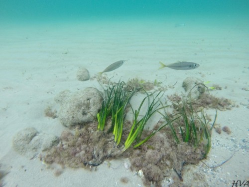 Trachurus trachurus (Jurel) - Arenales del Sol