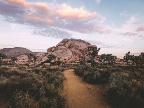 leahberman:  scorpo desire Joshua Tree National Park, California instagram  setting inspiration