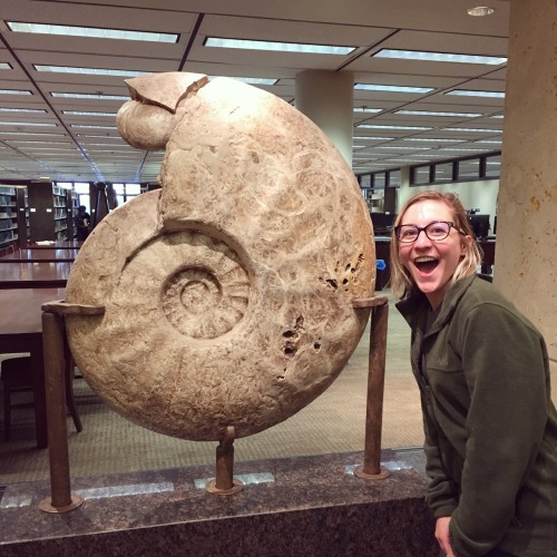 thatgeologistchick:Ammonite &amp; Nautiloid Found: Monclova, Mexico100-90myab