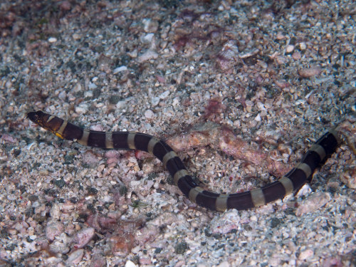 Napoleon snake eel (Ophichthus bonaparti)The Napoleon snake eel is an eel in the family Ophichthidae