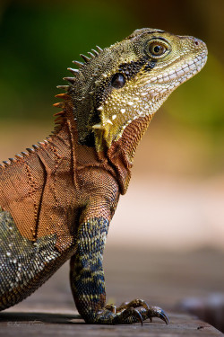 wowtastic-nature:  Eastern Water Dragon by  Karen Plimmer on 500px.com