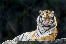 earthlynation:  Licking his nose… (by Tambako