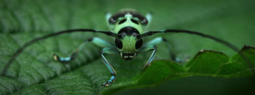 I found this beautiful longhorn beetle down by the river yesterday. It is sitting on a plant from th