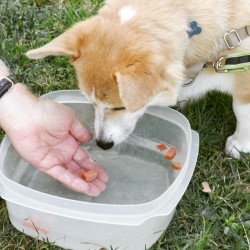 fawkesvonottoman:  Last year, we went to a corgi fun day and Fawkes had his first bobbing for hot dogs! Except Fawkes preferred to be dainty and wouldn’t grab any! People had to fish the hot dogs out for him. So picky. #buzzfeedanimals #dogsofinstagram