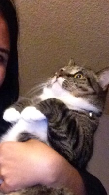 unflatteringcatselfies:  This is Gita. Selfies freak her out.