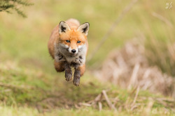 superbnature:  Red Fox Jump by maxthompsonphotography