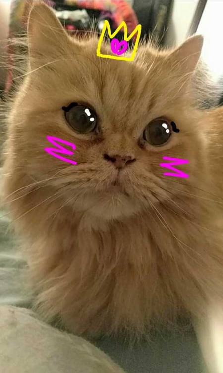 @astraldepths turned these photos of my cats into works of pure kawaii-tastic joy bc she is the grea