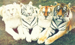 damnnlyssa:  awe all the types of tigers :)