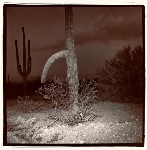 flowerinaflame: Richard Misrach, from the Night Desert series Split-toned selenium gelatin-silv