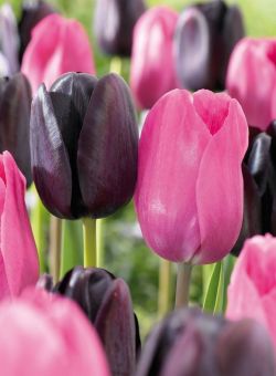 janetmillslove:  Stunning Tulips. moment