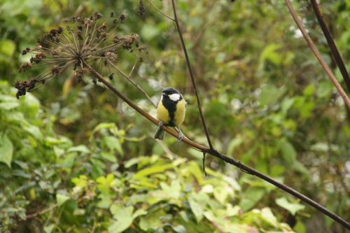 at Seurasaari, HelsinkiSome super cute (and fluffy!) birds as well a squirrel in the forest of the i