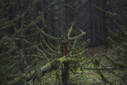 La souffrance des arbres sans corps by De Ferschterwebsite | instagram | tumblr