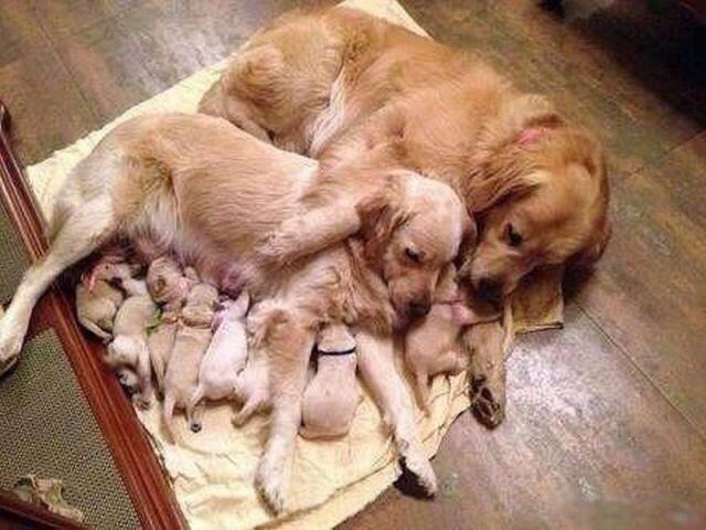 lexilushxx:  vosegus:  and life begins anew  Awwwwww 💛