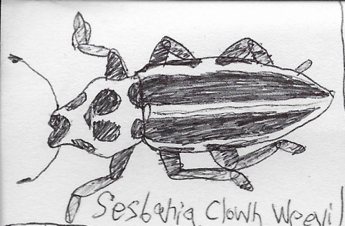 shadowonwater