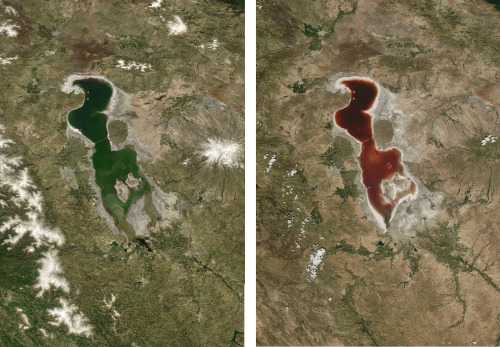 Color Changing Lake These two satellite photos show Lake Urmai, a saline lake in Iran, as seen in Ap