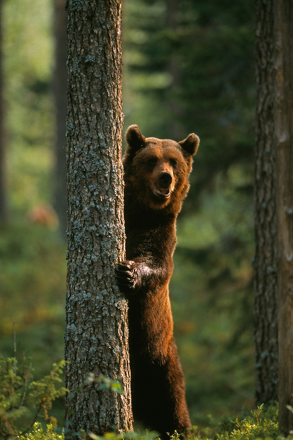 fuck-yeah-bears:  Brown bear by Staffan Widstrand