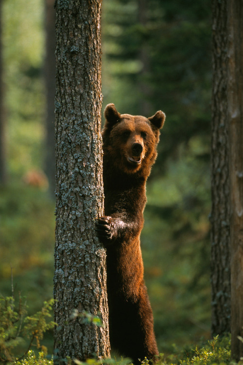 Porn Pics fuck-yeah-bears:  Brown bear by Staffan