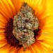 shelovesplants:The flowers she wants 🌻💨
