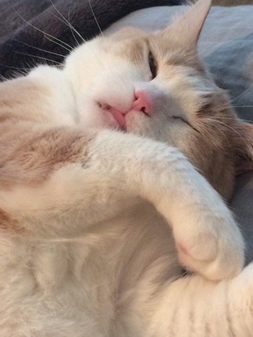littlepatcat:Blessed images for you on this Caturday. Blep.