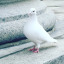 thepigeonsupreme